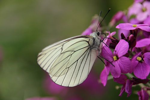 Vlinder van Marieke van Milligen