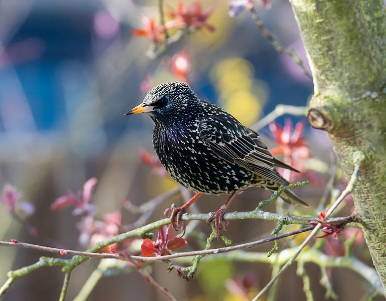 Ein Star sitzt auf einem Ast von ManfredFotos