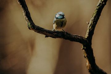 Clinge forest by Andy Troy
