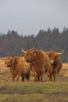 Scottish Highlander cows