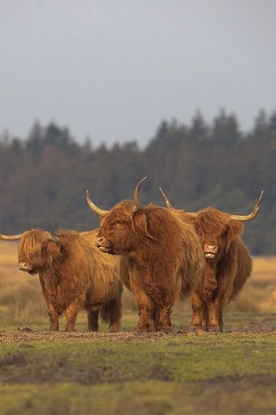 Scottish Highlander cows by Karin van Rooijen Fotografie