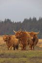 Scottish Highlander cows by Karin van Rooijen Fotografie thumbnail