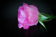 Delicate Beauty: Pink Rose in Raindrops van Betty Verheij thumbnail