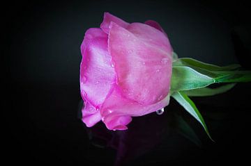 Delicate Beauty: Pink Rose in Raindrops van Betty Verheij