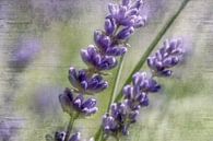 Lavender flowers in the sunshine by Nicc Koch thumbnail