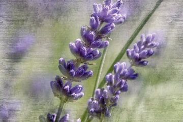 Lavender flowers in the sunshine