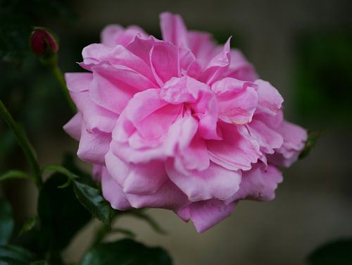 Englische Rose