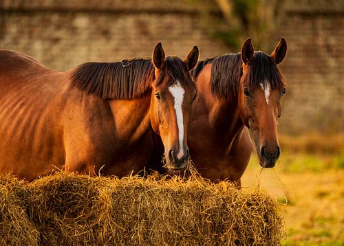 paarden bij zonsondergang
