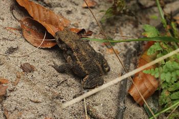 Pad tijdens zijn herfst wandeling