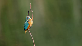 ijsvogel van H. Kiewiet
