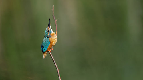 Eisvogel