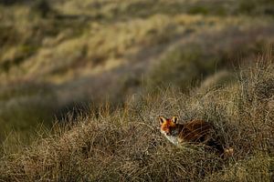 Fuchs in Berkheide