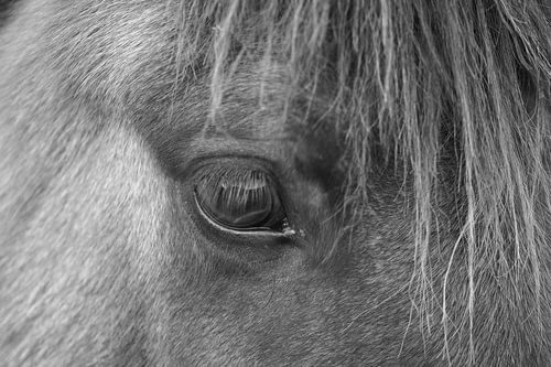 Paard bij de Kraaijenberg