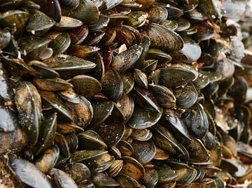 Muscheln in Reihen von Carla van Zomeren