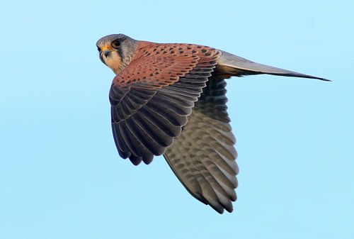 Hovering Kestrel