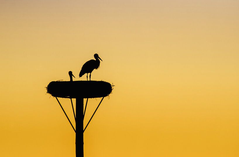 A pair of storks von Lex Schulte