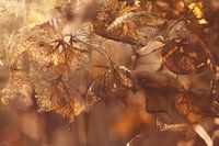 Golden light