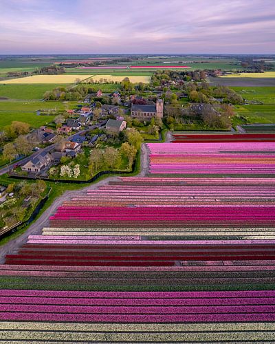 Tulpenvelden bij Aartswoud | Luchtfoto