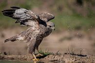 Buizerd aan de waterkant van Chantalla Photography thumbnail