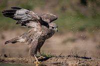 Buizerd aan de waterkant