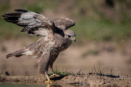 Buizerd aan de waterkant