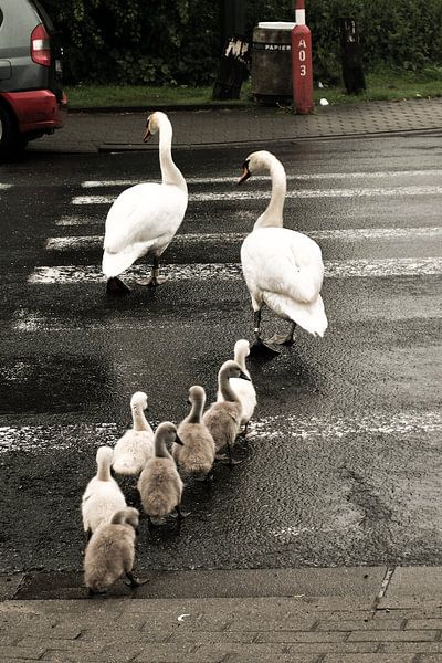 family Swan / famille cygne / familie Zwaan par melissa demeunier