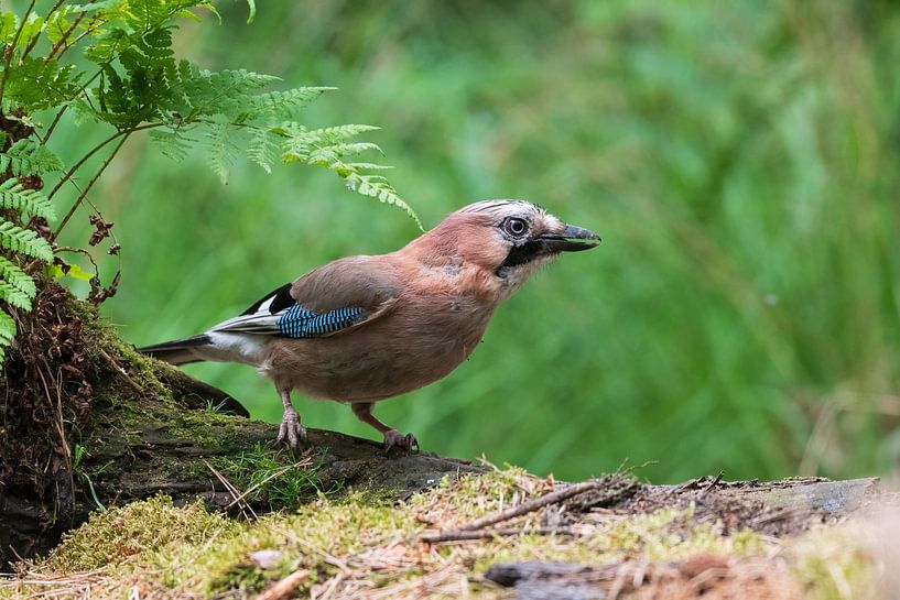 Jay by Merijn Loch