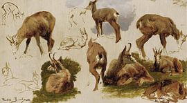 Etudes d'un Isard, Rosa Bonheur
