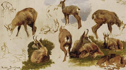 Studies van een Isard, Rosa Bonheur