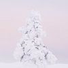 Besneeuwde dennenboom in wildernis van Fins Lapland van Melissa Peltenburg