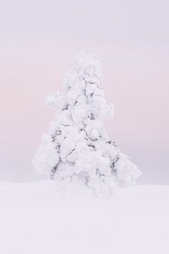 Besneeuwde dennenboom in wildernis van Fins Lapland van Melissa Peltenburg