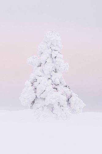 Besneeuwde dennenboom in wildernis van Fins Lapland