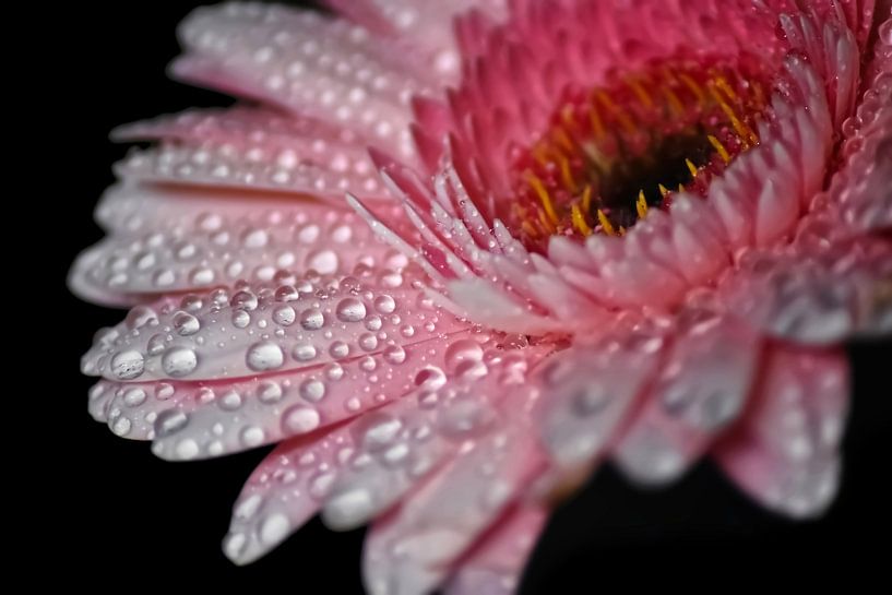 Roze Gerbera Closeup met Water Parels van marlika art