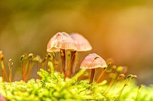 Pilze in der Morgensonne