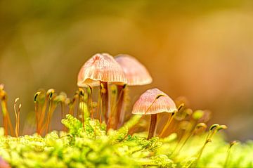Mushrooms in the morning sun