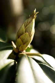 Photographie botanique d'un bouton de fleur, le Rhododendron. sur Karijn | Fine art Natuur en Reis Fotografie