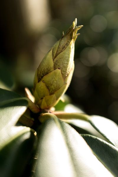 Botanical photograph of a flower bud, the Rhododendron. by Karijn | Fine art Natuur en Reis Fotografie