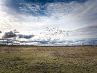 swarm of geese over Oostvaarders lakes
