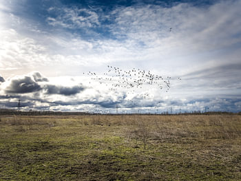Gänseschwarm über Oostvaarders Seen