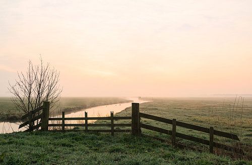 Ochtendgloren in een weiland bij Joure