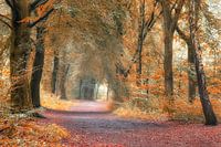 autumn forest
