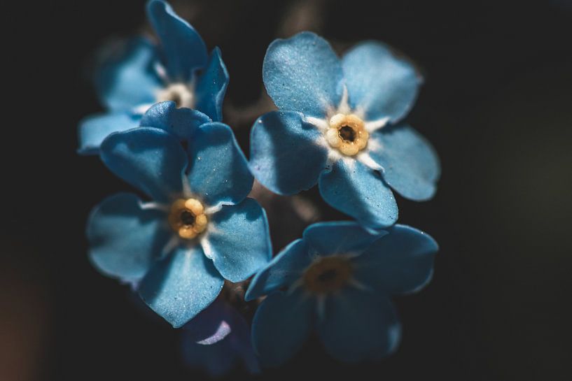 Blaue Blumen von Isa V
