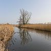 Wasserlauf in der Bourgoyen mit Schilf und Baum von Kristof Lauwers