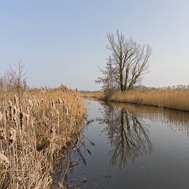 A stream in the Bourgoyen with reeds and a tree by Kristof Lauwers