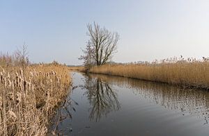 Wasserlauf in der Bourgoyen mit Schilf und Baum
