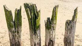 Colourful green beach posts on a Zeeland beach by Michel Seelen