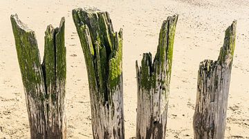 Colourful green beach posts on a Zeeland beach by Michel Seelen