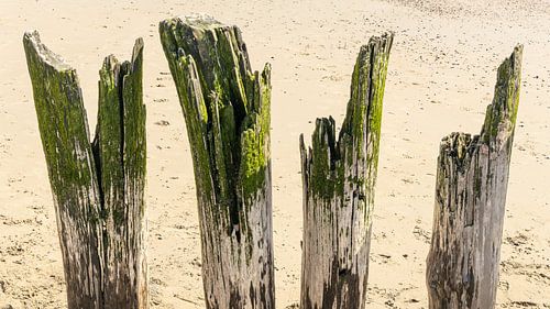 Colourful green beach posts on a Zeeland beach by Michel Seelen
