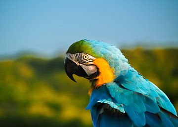 Portrait of a Macaw by Joost Doude van Troostwijk