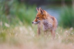red fox cub von Pim Leijen